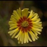 Madia elegans Flower