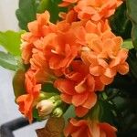 Kalanchoe blossfeldiana Flor