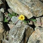 Geum reptans Other