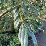 Cotoneaster salicifolius Лист