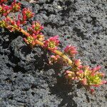 Patellifolia procumbens Kvet