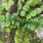 Tecomaria capensis Blatt