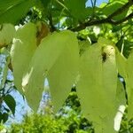 Davidia involucrata 花