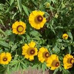 Helenium autumnaleFlower