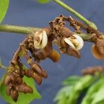 Machaerium seemannii Fruit