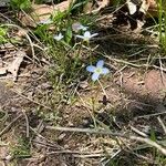 Houstonia serpyllifolia Blomst