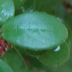 Myrsine africana Likasa