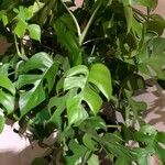 Monstera minima Blatt