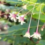 Phyllanthus pulcher Flor
