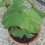 Sparrmannia africana ഇല