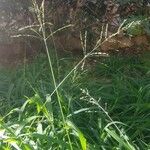 Panicum maximum Hoja