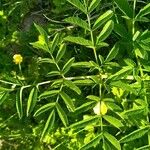 Angelica razulii Leaf