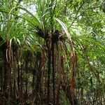 Pandanus letocartiorum Habit