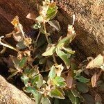 Atriplex semibaccata Habit