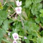 Erodium acaule Flor