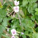 Erodium acaule Λουλούδι