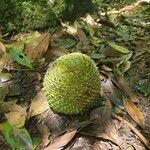 Araucaria angustifolia Flower