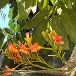 Castanospermum australe Floare