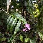 Epidendrum pansamalae Flower