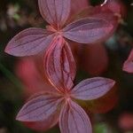 Cornus suecica برگ