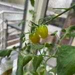 Solanum pimpinellifolium Ffrwyth