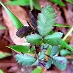 Rubus trivialis Leaf