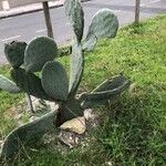 Opuntia robusta Leaf