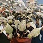 Kalanchoe pumila Blatt