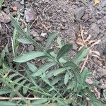 Cephalaria leucantha Leaf