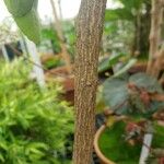 Citropsis daweana Bark