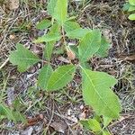 Toxicodendron pubescens 葉