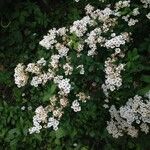 Spiraea × vanhouttei Flower