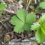 Potentilla simplex Feuille