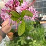 Rhododendron canescens Blatt