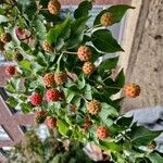 Cornus kousa Fruto