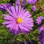 Symphyotrichum novi-belgiiBlomst