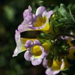 Phacelia bicolor Fiore