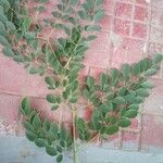 Moringa oleifera पत्ता