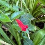 Ruellia brevifolia Blodyn