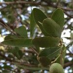 Elaeodendron transvaalense