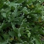 Achillea clavennae Blad