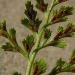 Asplenium cuneifolium Fruit