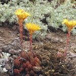 Sedum lanceolatum Habitat