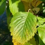 Sorbus aria Blatt