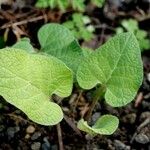 Arctium nemorosum Hoja