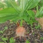 Scadoxus puniceus Habitatea