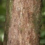 Duroia longiflora ᱪᱷᱟᱹᱞᱤ