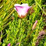 Calochortus venustus ᱵᱟᱦᱟ