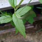 Epilobium ciliatum पत्ता