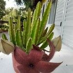 Stapelia hirsutaBlodyn